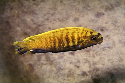 Tropheops sp. 'red fin' Londo Bay